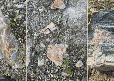 September 10, 2025 - Local angular boulders of silicified, sericite-altered, and pyrite-mineralized felsic rocks within the Nemo anomaly highlight strong exploration potential and support ongoing work to uncover a new gold discovery in Ontario's Red Lake GOLD District!